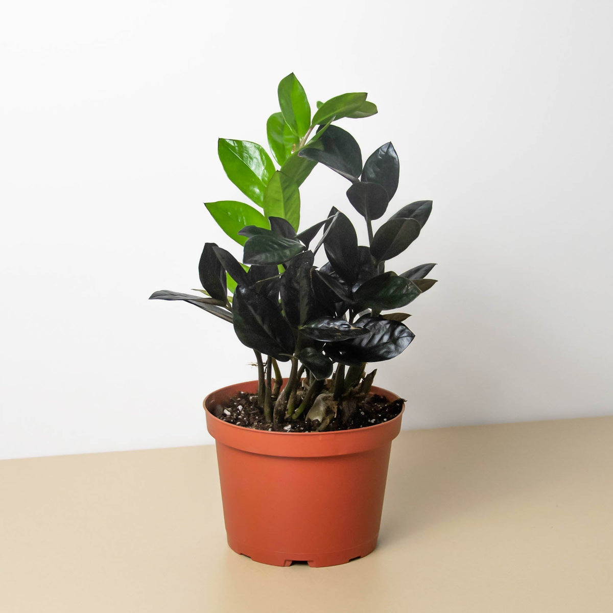 ZZ Zamioculcas 'Black Queen'