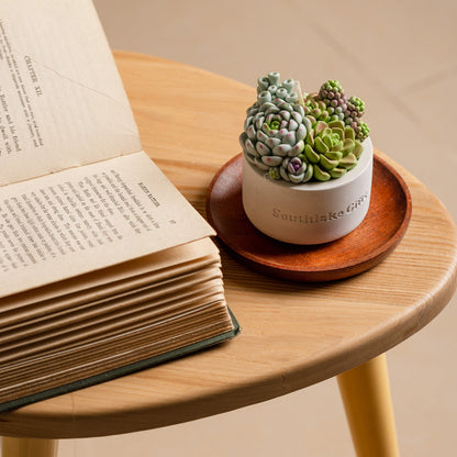 Assorted Succulent Candle with Concrete Vessel