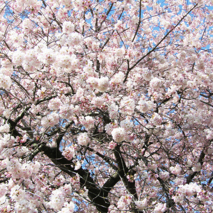 Akebono Flowering Cherry | Flowering Tree by Growing Home Farms