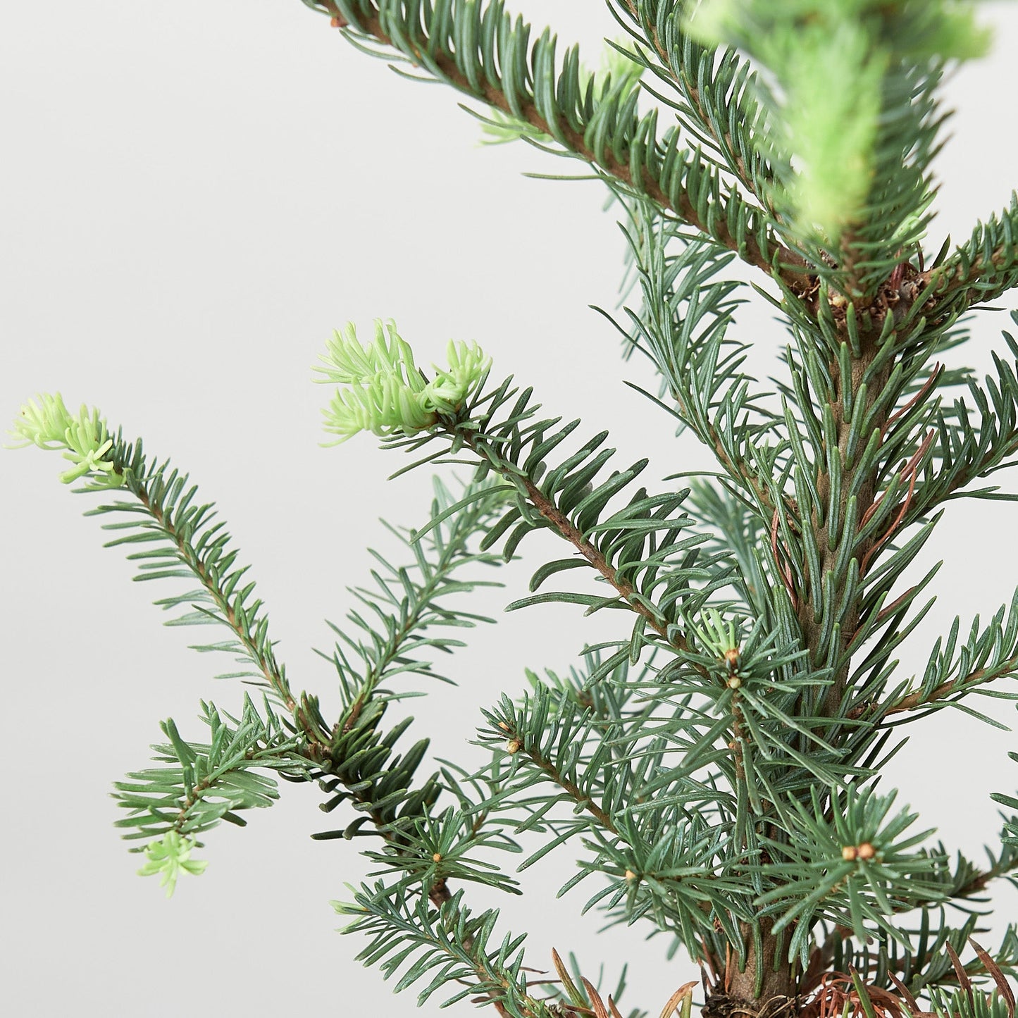 Noble Fir Tree