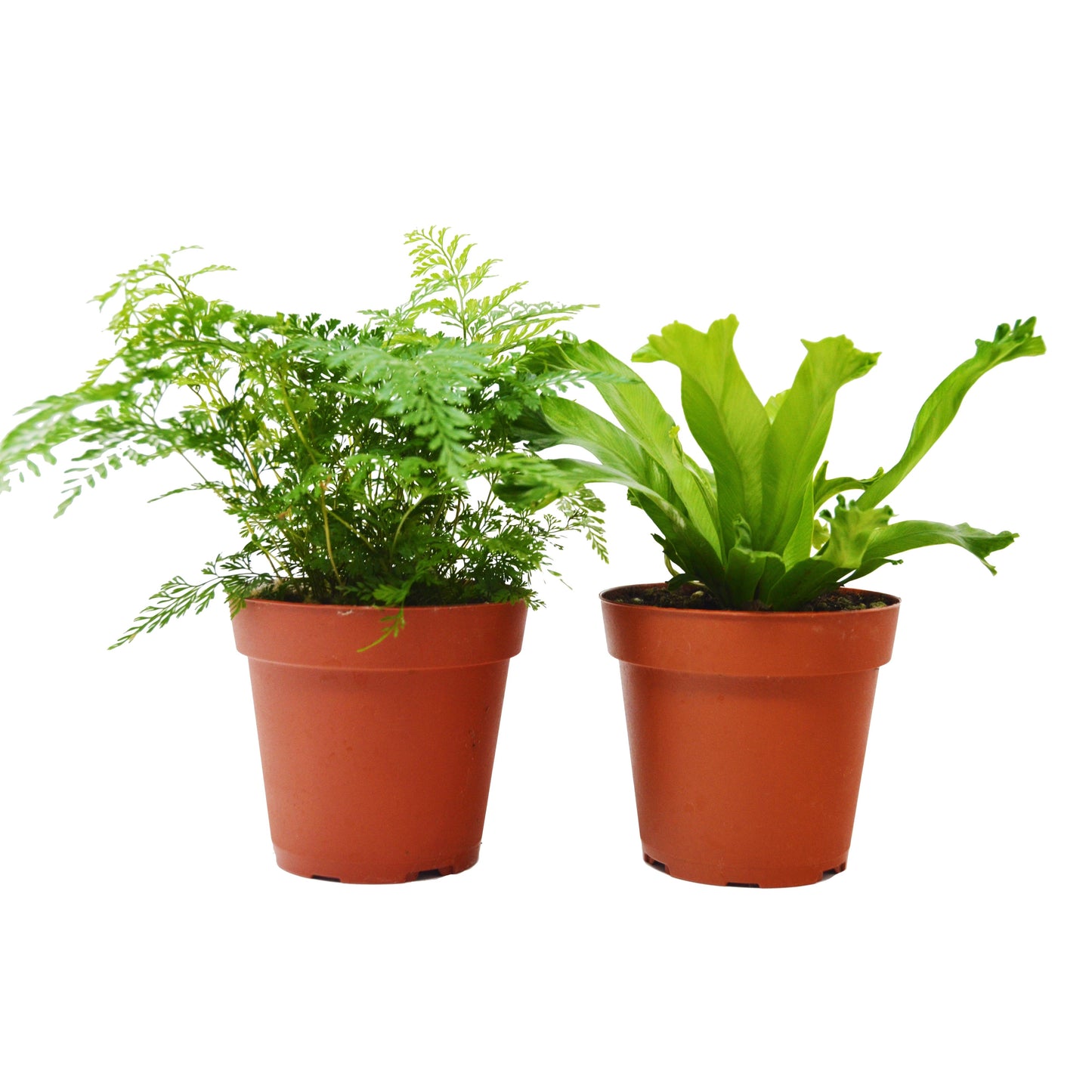 2 Fern Variety Pack - Live Plants - FREE Care Guide - 4" Pot - House Plant