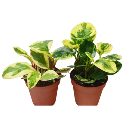 2 Peperomia Plants Variety Pack in 4" Pots - Baby Rubber Plants