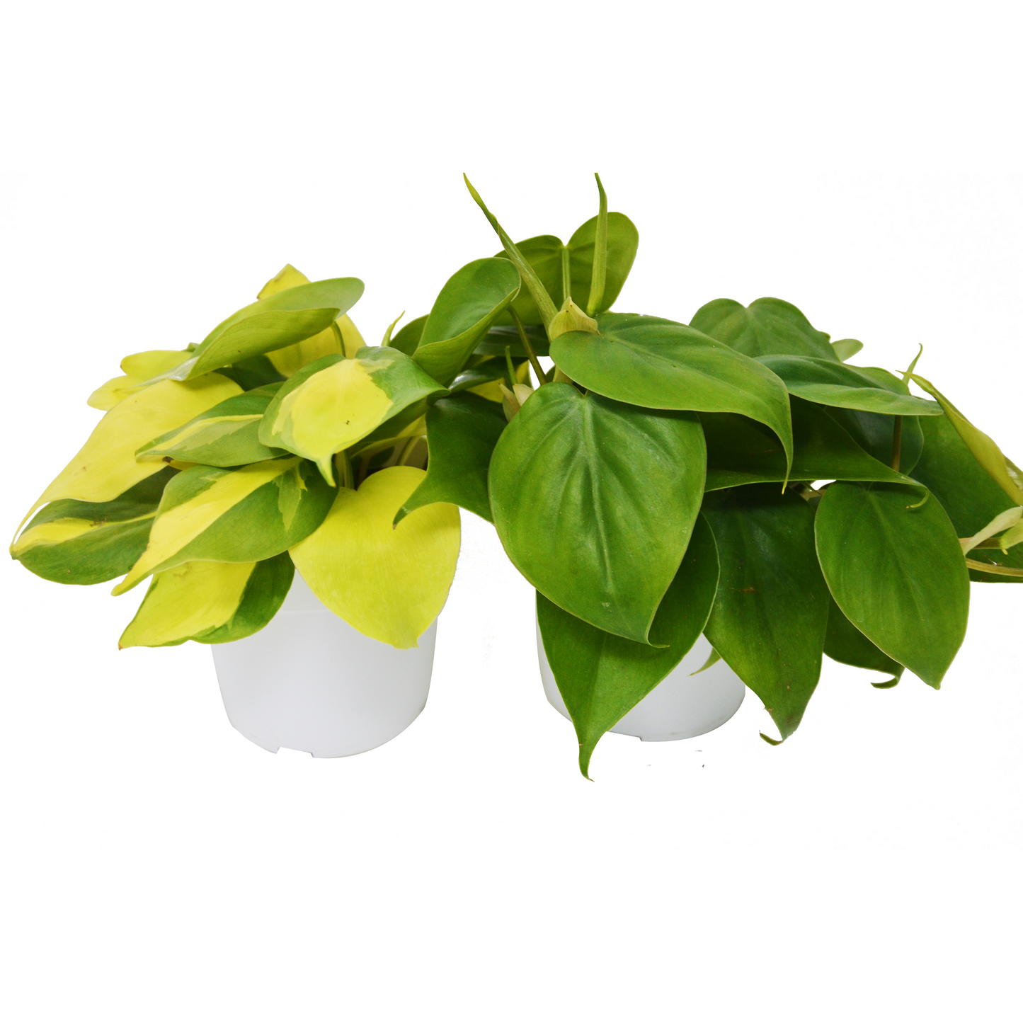 2 Philodendron Variety Pack - 4" Pot