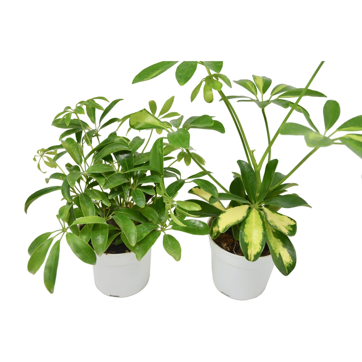 2 Different Schefflera Plants Variety Pack- Live House Plant - FREE Care Guide