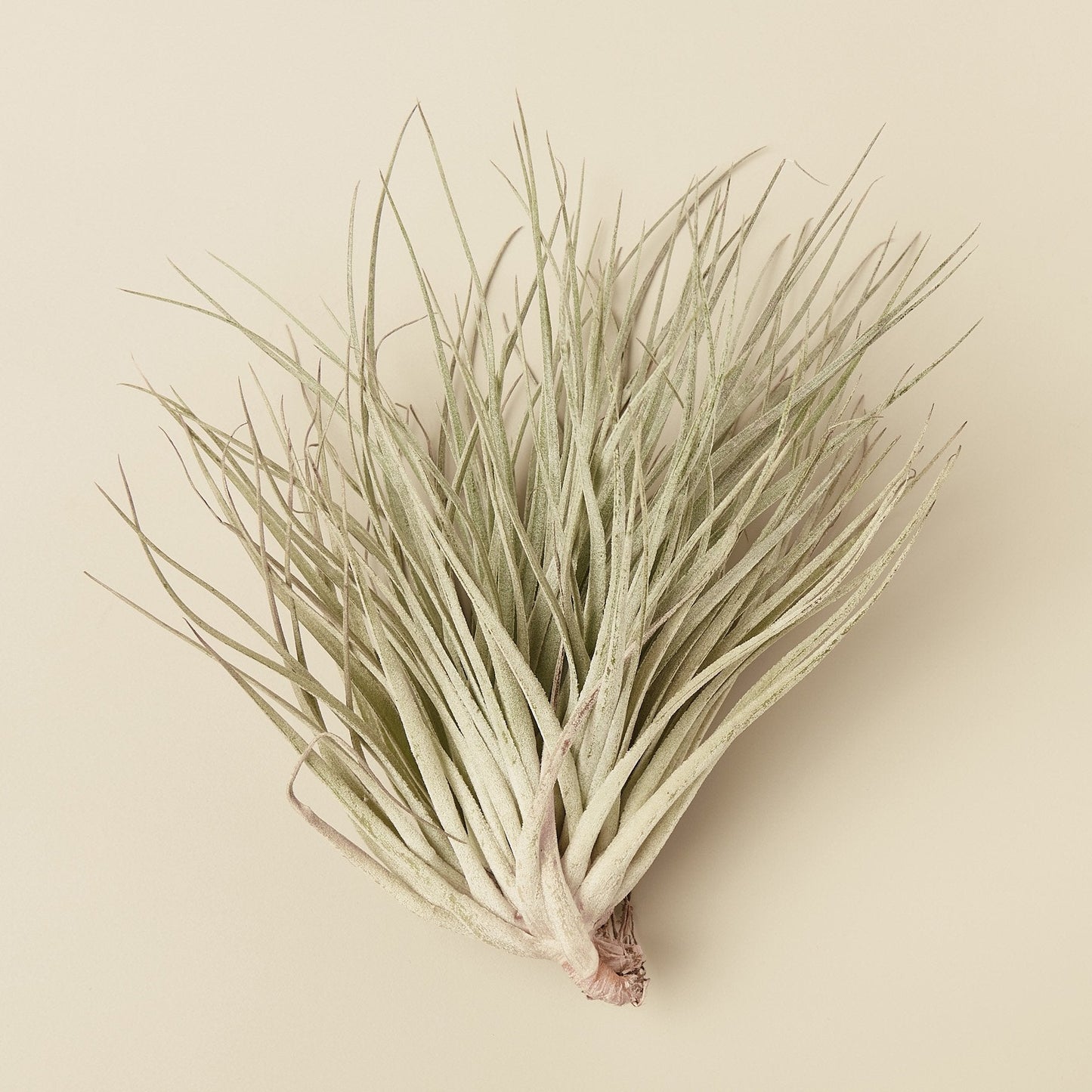 Tillandsia Air Plant Houston Red Princess