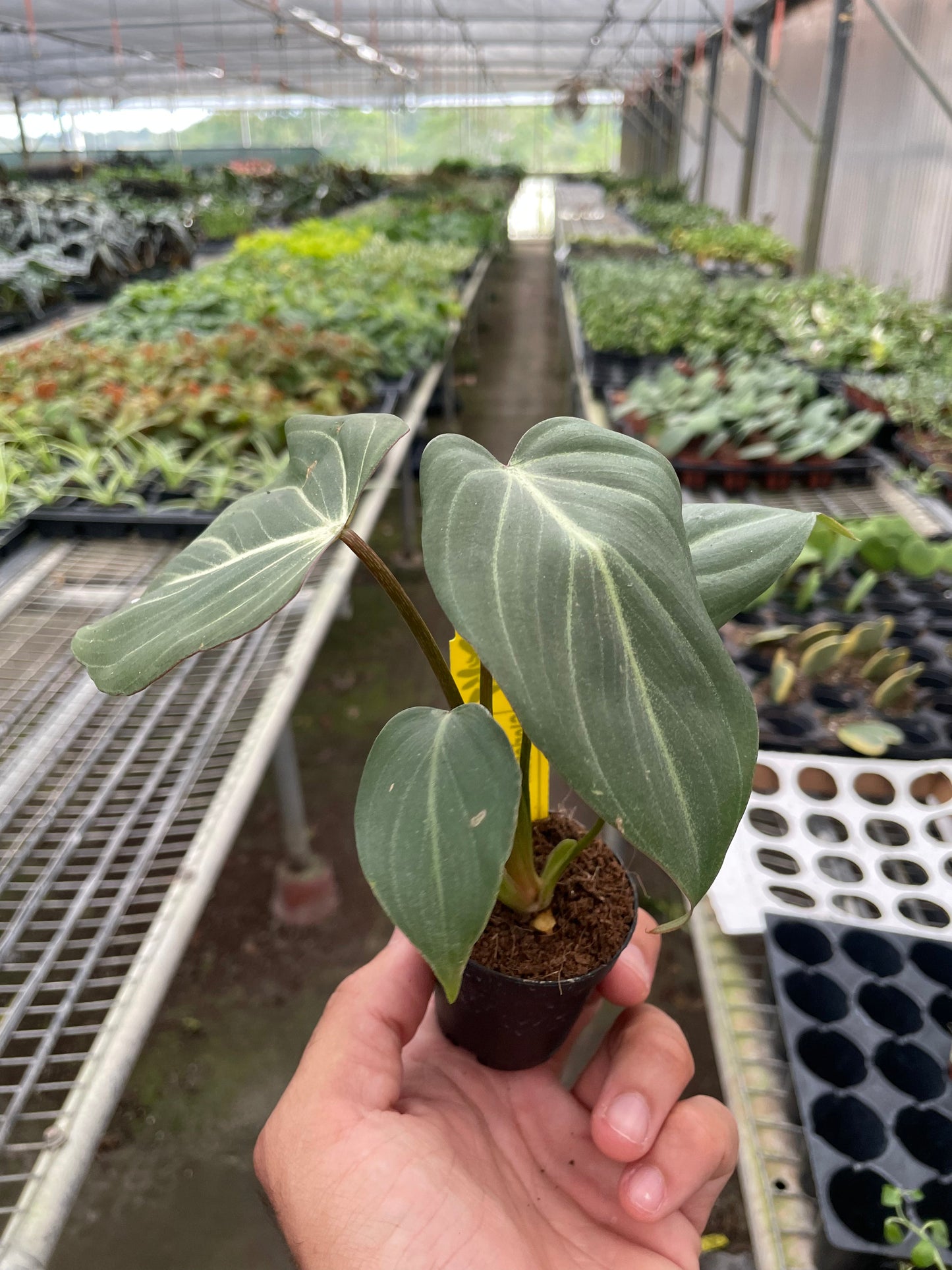 Philodendron 'Gloriosum'