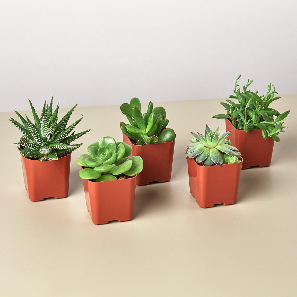 5 Succulent Variety Pack - 2.0" Pot