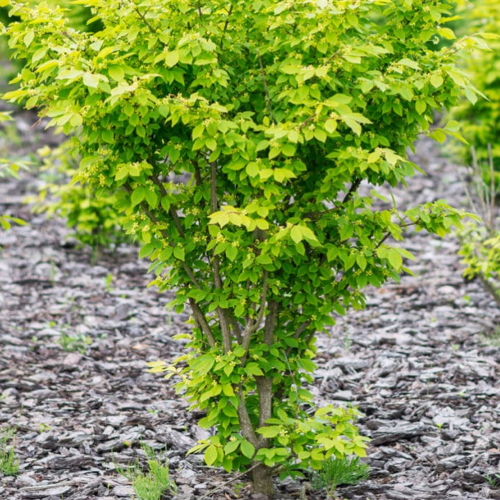 Dwarf Burning Bush | Shop Shrubs by Growing Home Farms