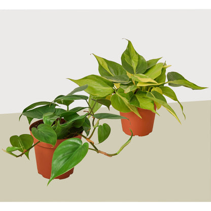 2 Philodendron Variety Pack - 4" Pot