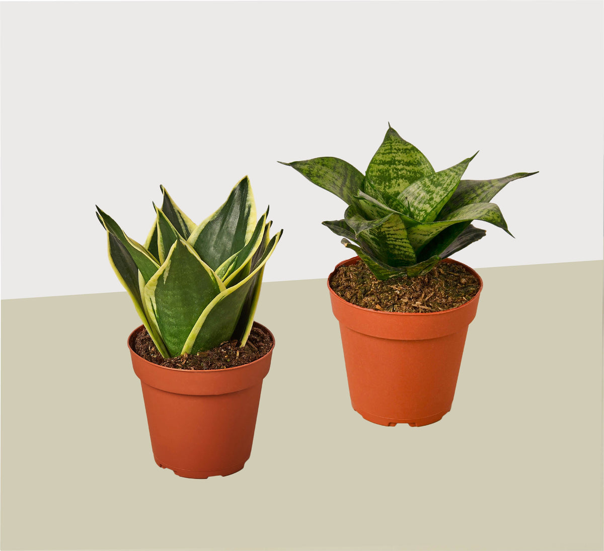 2 Snake Plant Variety (Sansevieria) / 4" Pot / Live Plant