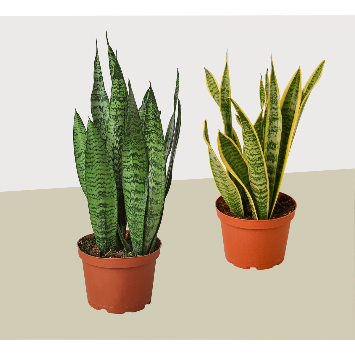 2 Snake (Sansevieria) Plant Variety Pack/ 6" Pot / 12" - 18" Tall