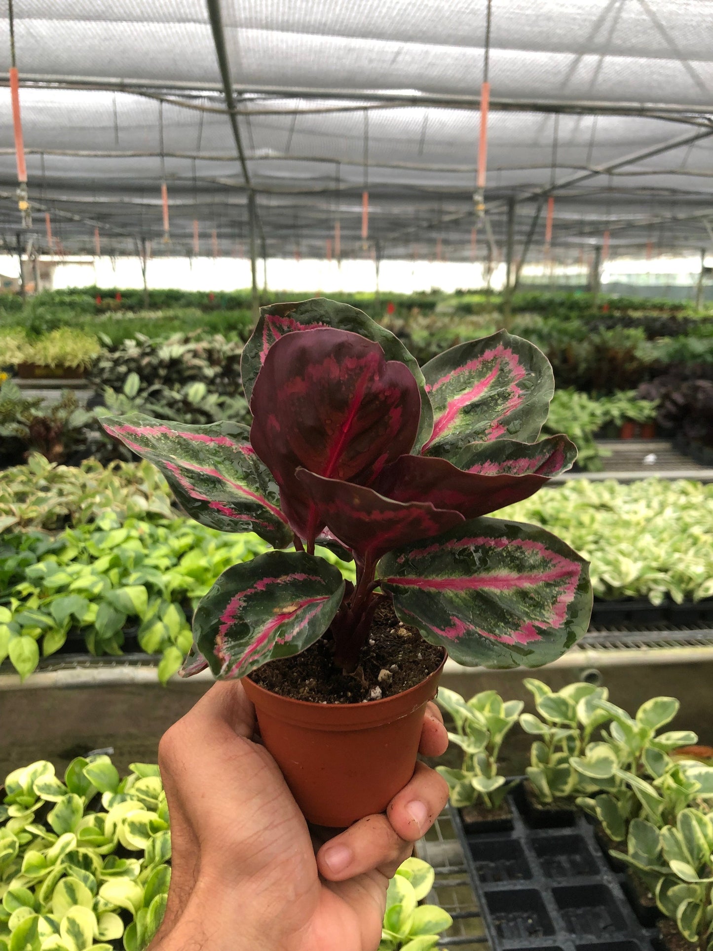 Calathea 'Dottie'