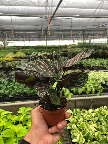 Calathea 'Ornata'