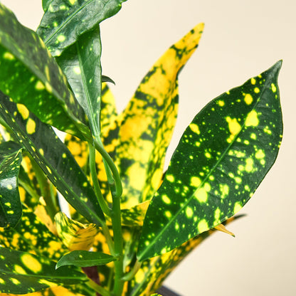 Croton 'Gold Dust'