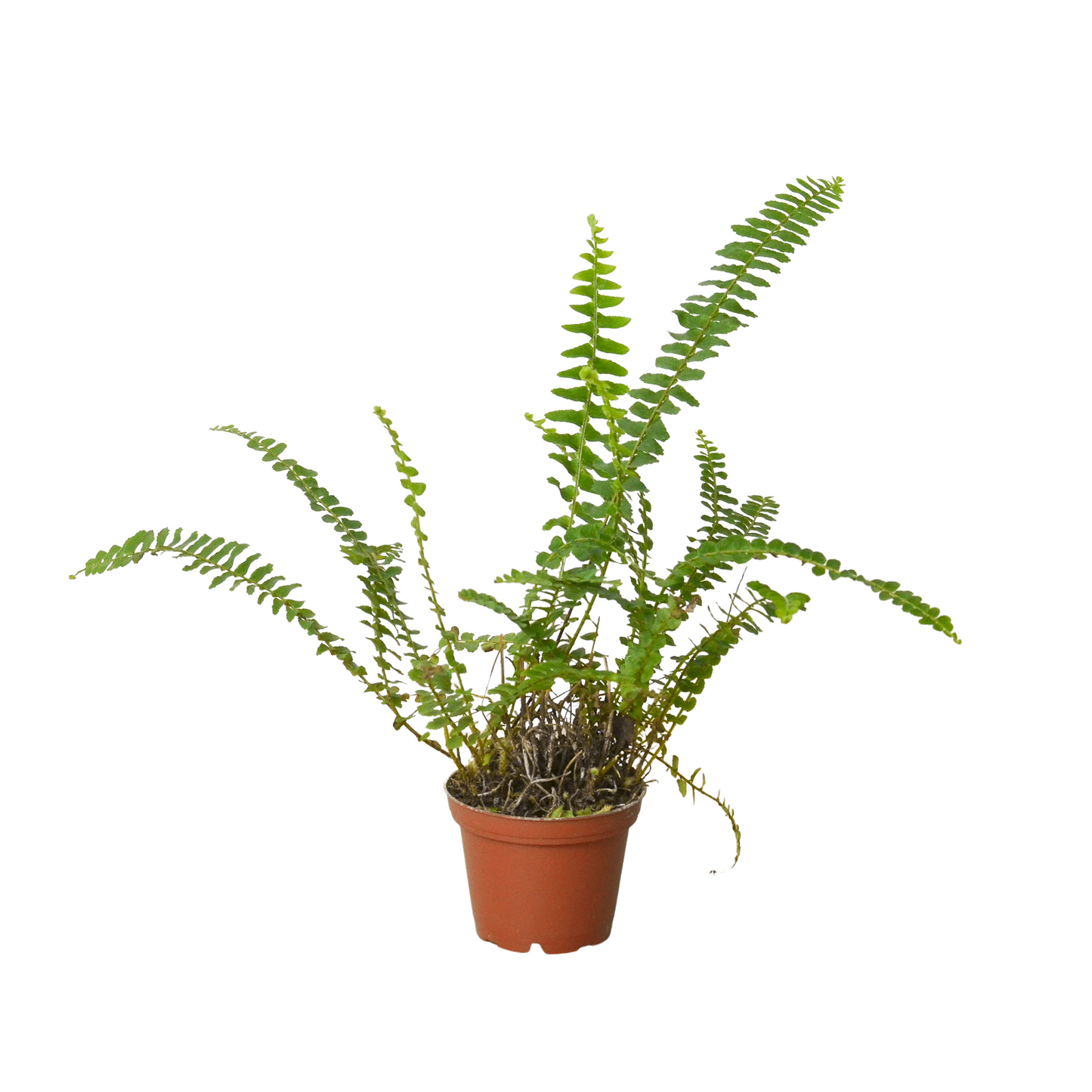 Jester's Crown Fern