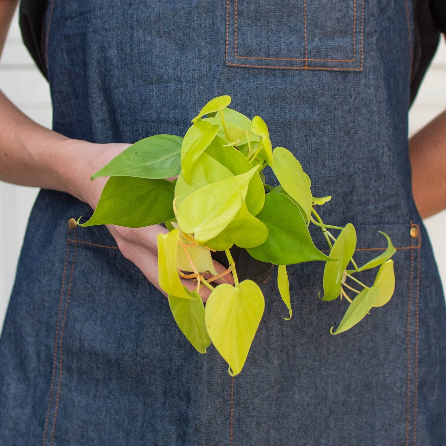 Philodendron Cordatum 'Neon'