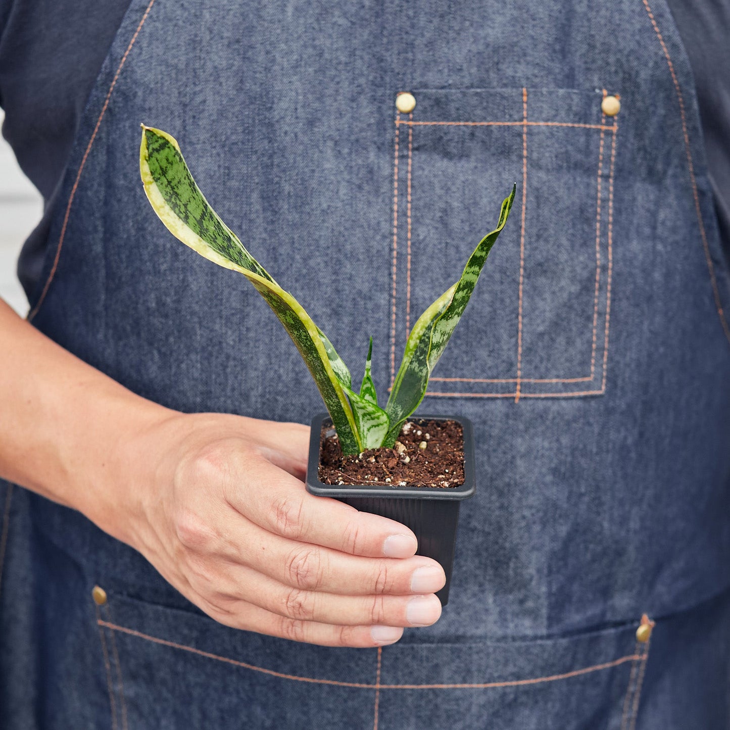 Snake Plant 'Laurentii'