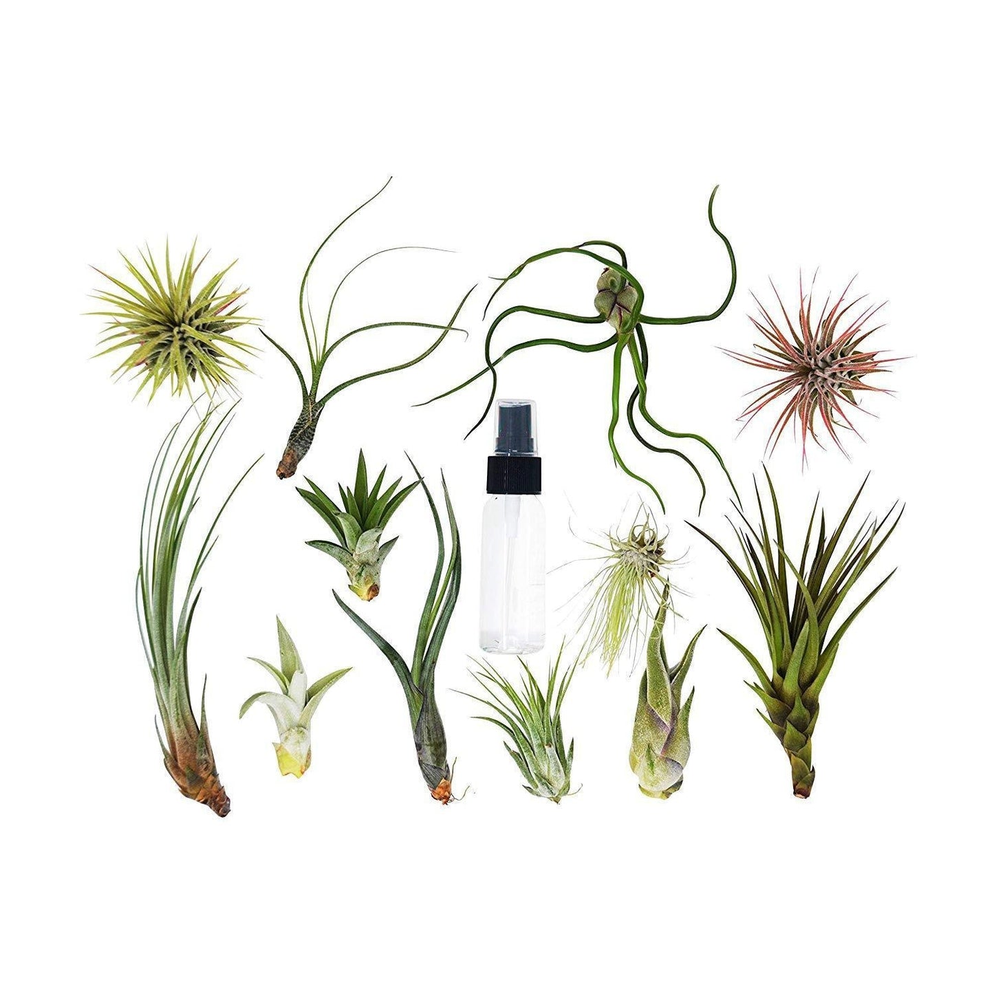 Tillandsia Air Plant Variety w/ Spray - 4 Pack