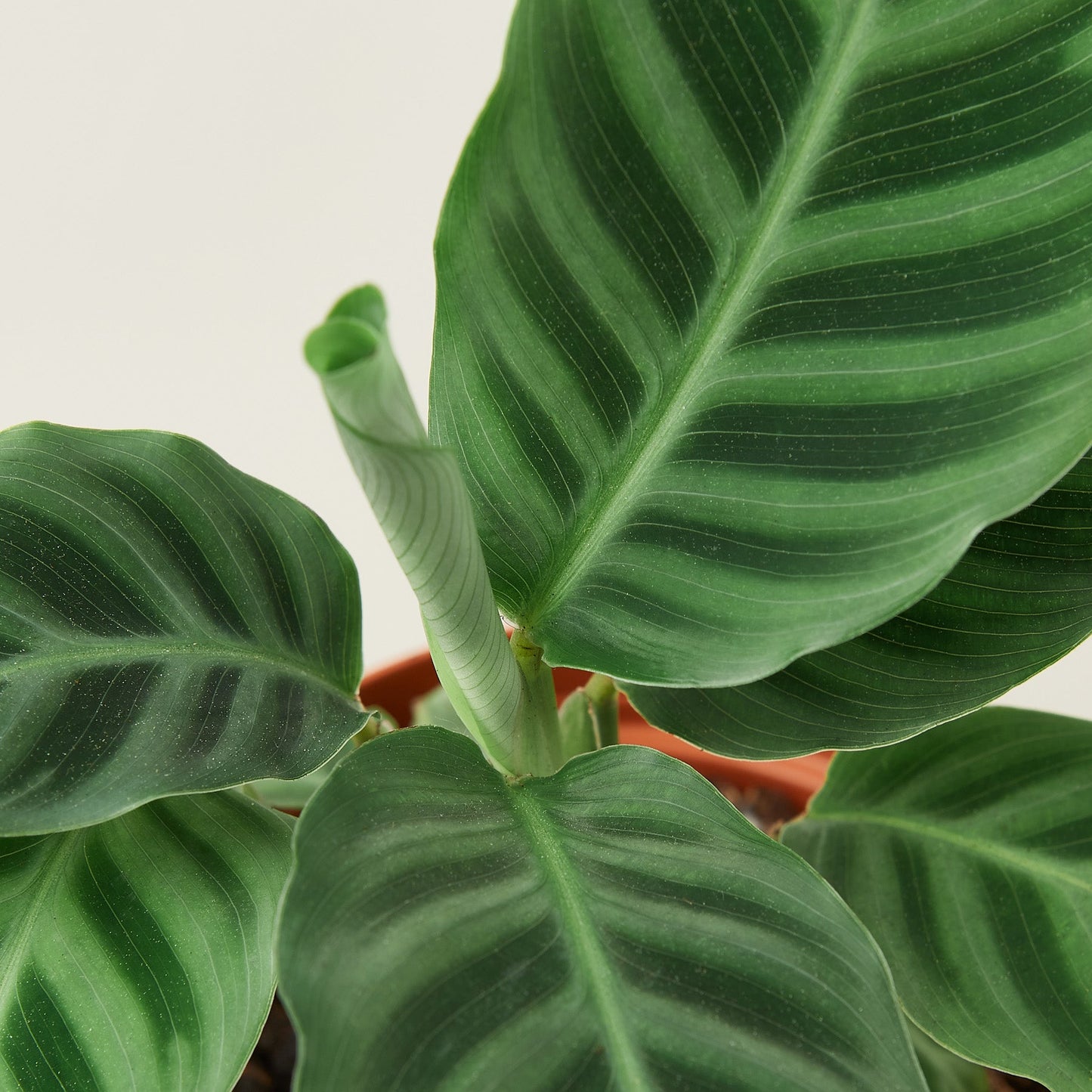 Calathea 'Zebrina' - 4" Pot