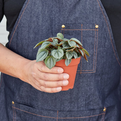 Peperomia 'Napoli Nights' - 4" Pot