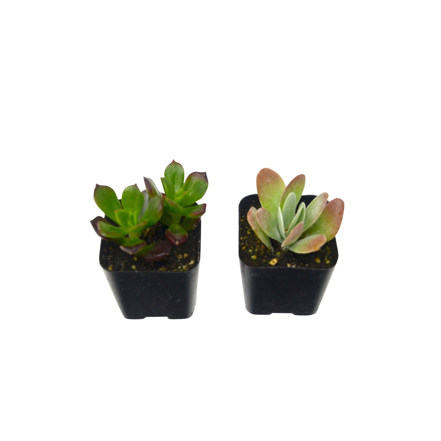 Succulent 2-Pack / 2.0" Pot / Live Home and Garden Plants