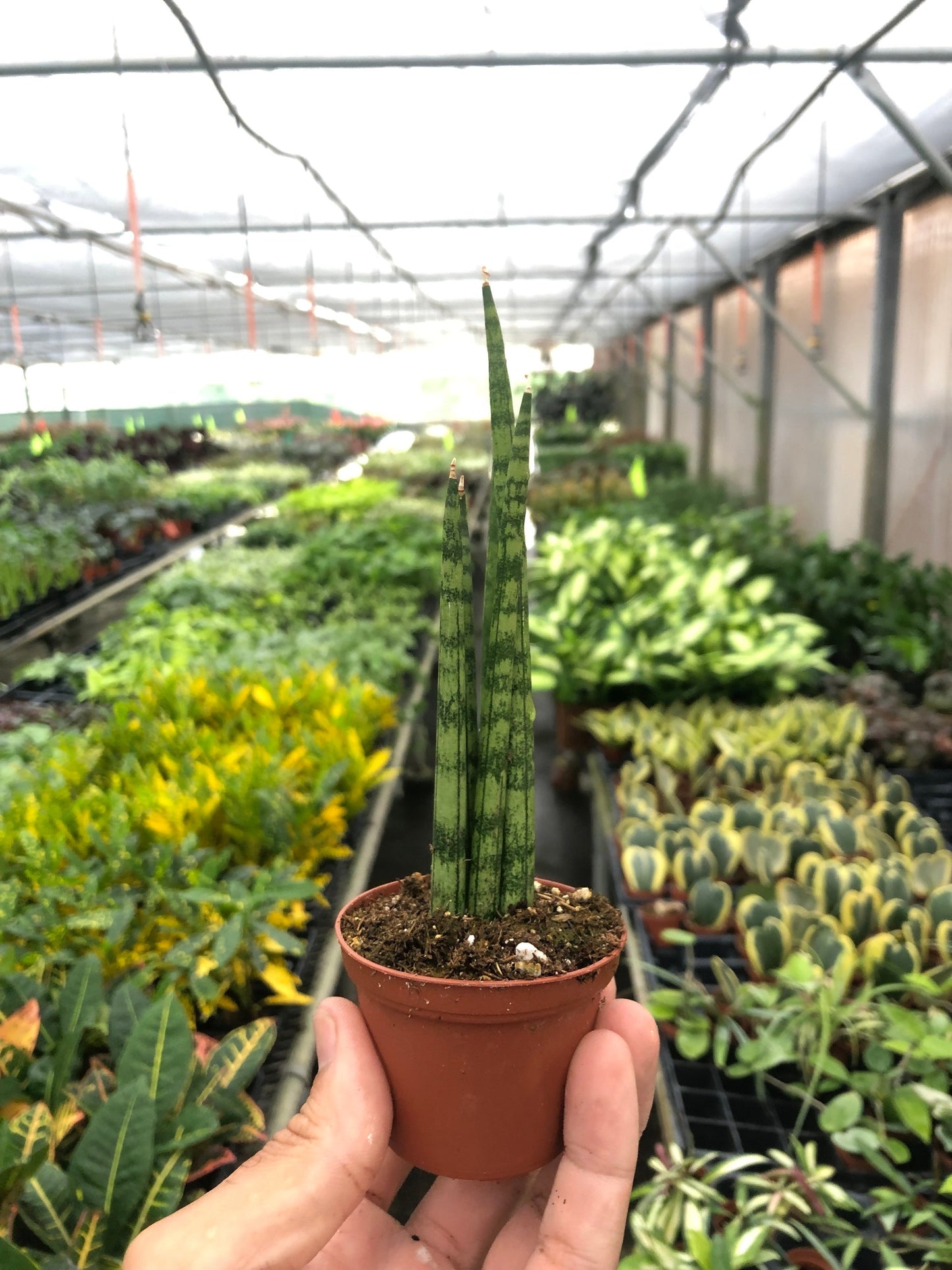 Snake Plant 'Cylindrica'