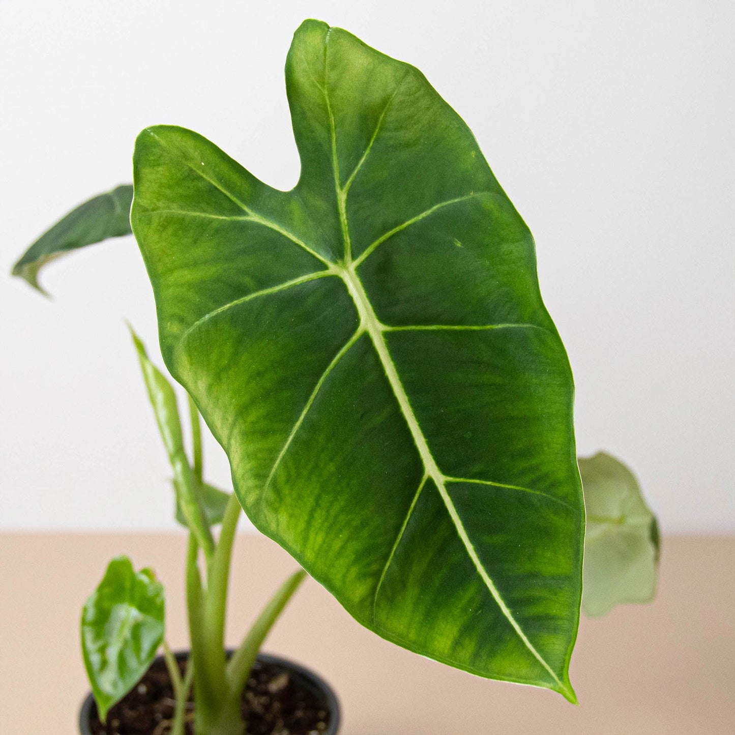 Alocasia Micholitziana 'Frydek'