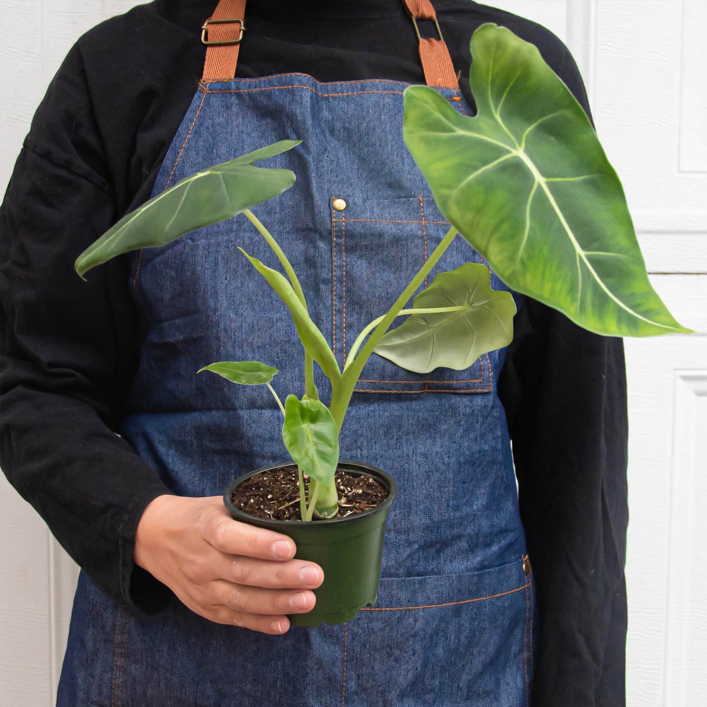 Alocasia Micholitziana 'Frydek'