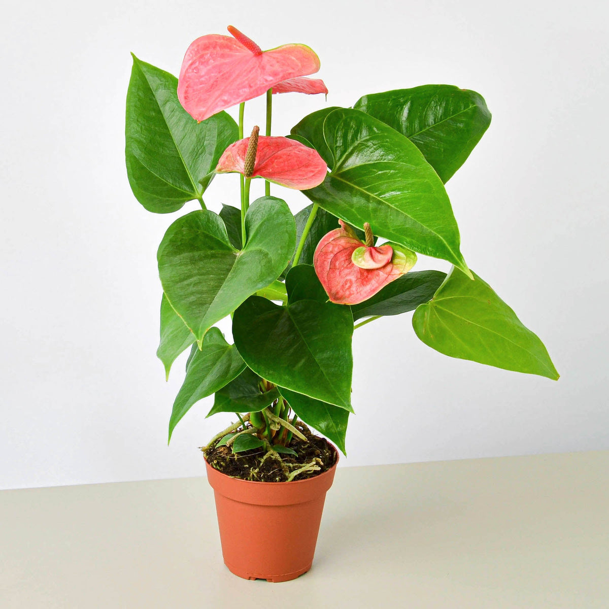 Anthurium 'Pink'