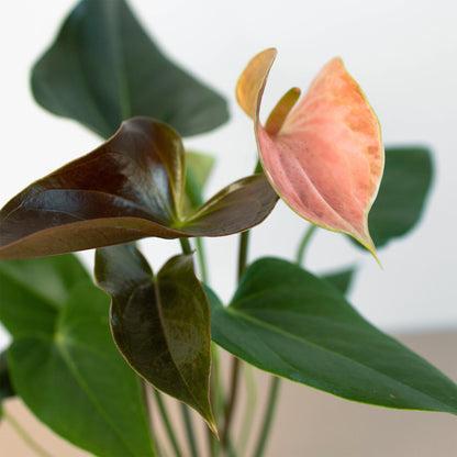 Anthurium Rainbow Champion - 4" Pot