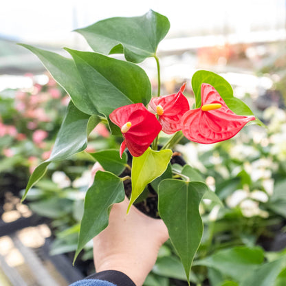 Anthurium 'Red'