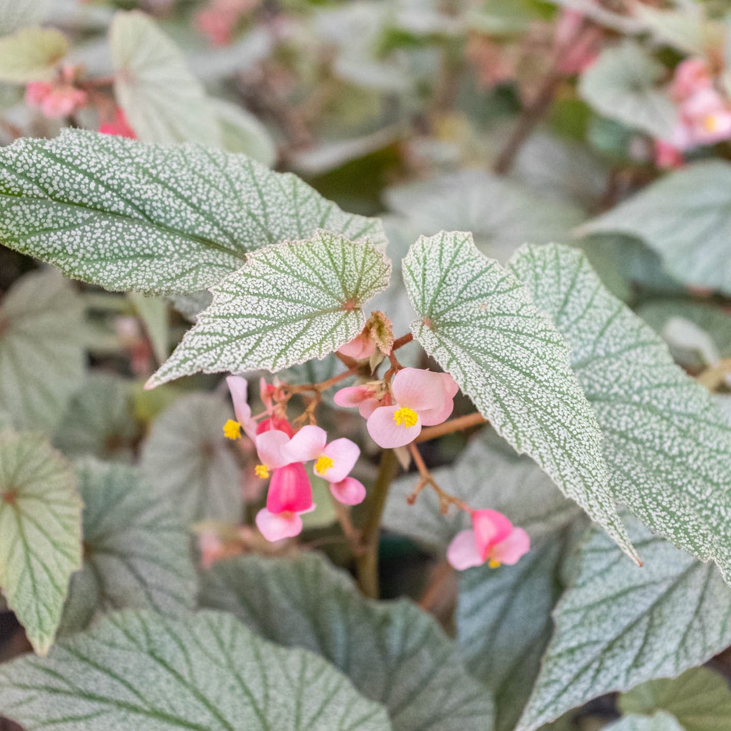 Begonia 'Frosty'