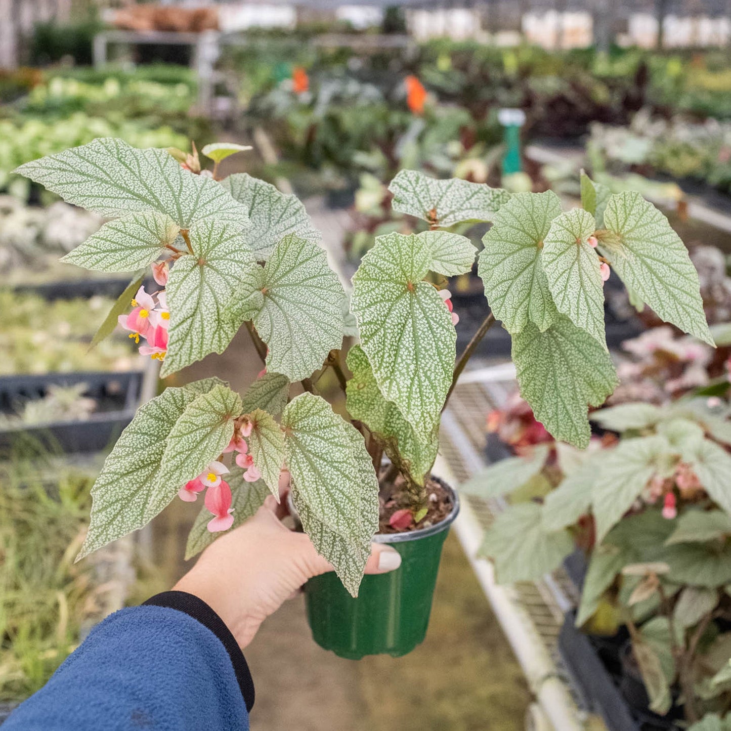 Begonia 'Frosty'