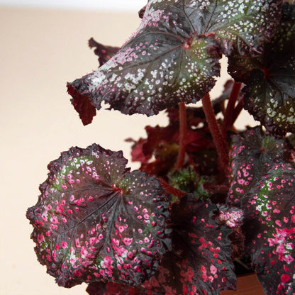 Begonia 'Rex' - 4 Pack Variety