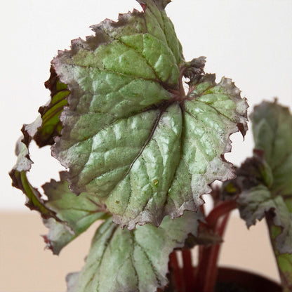 Begonia 'Rex' - 4 Pack Variety