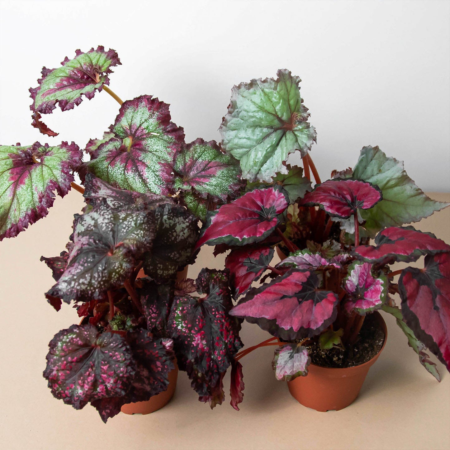 Begonia 'Rex' - 4 Pack Variety