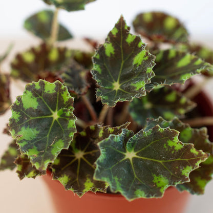 Begonia Tiger Paws - 6" Pot