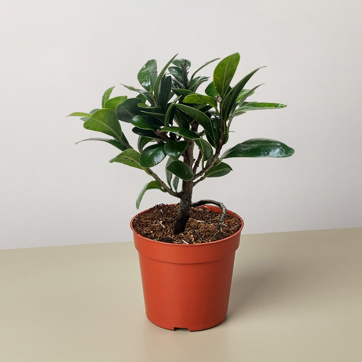 Bonsai Ficus Compacta