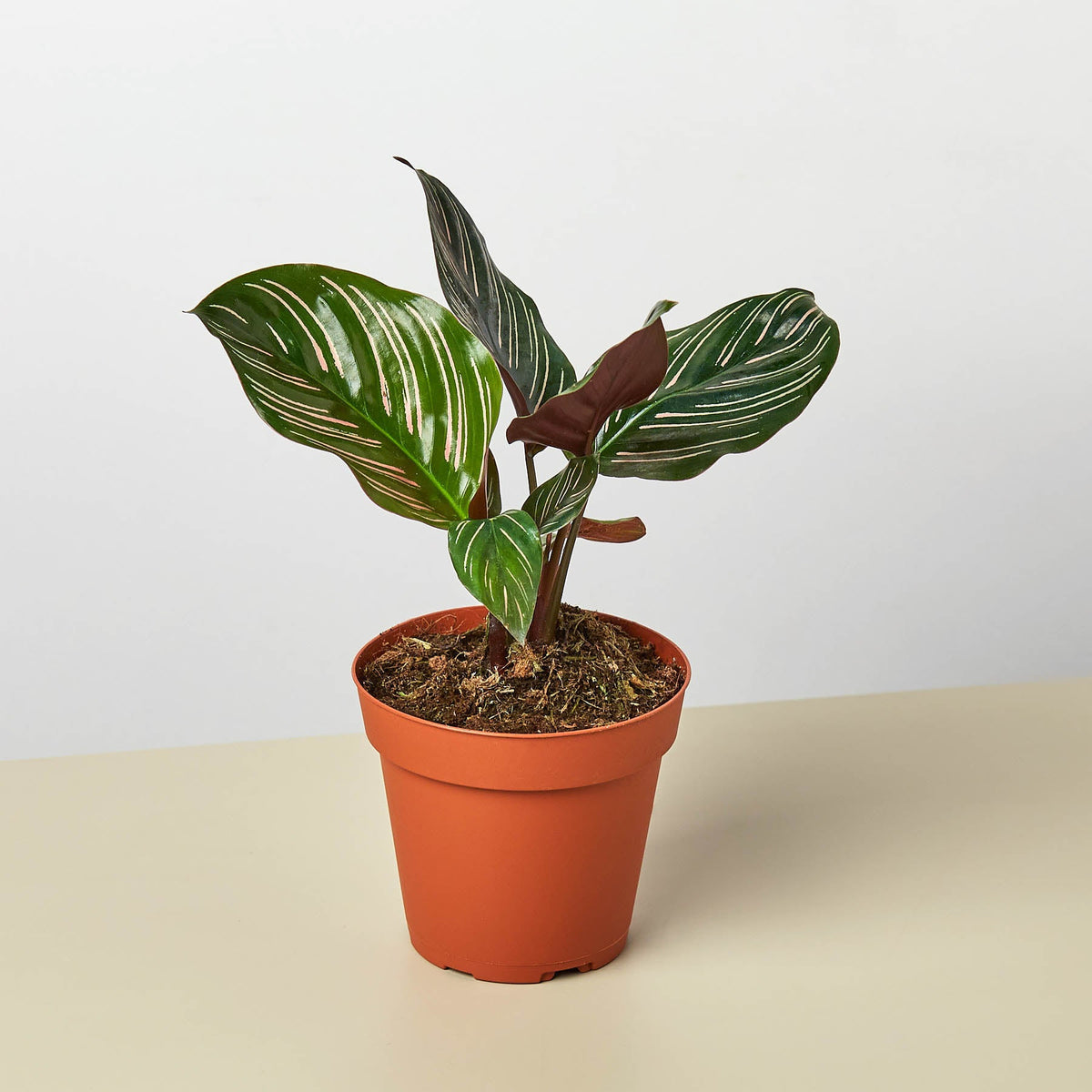 Calathea 'Ornata'