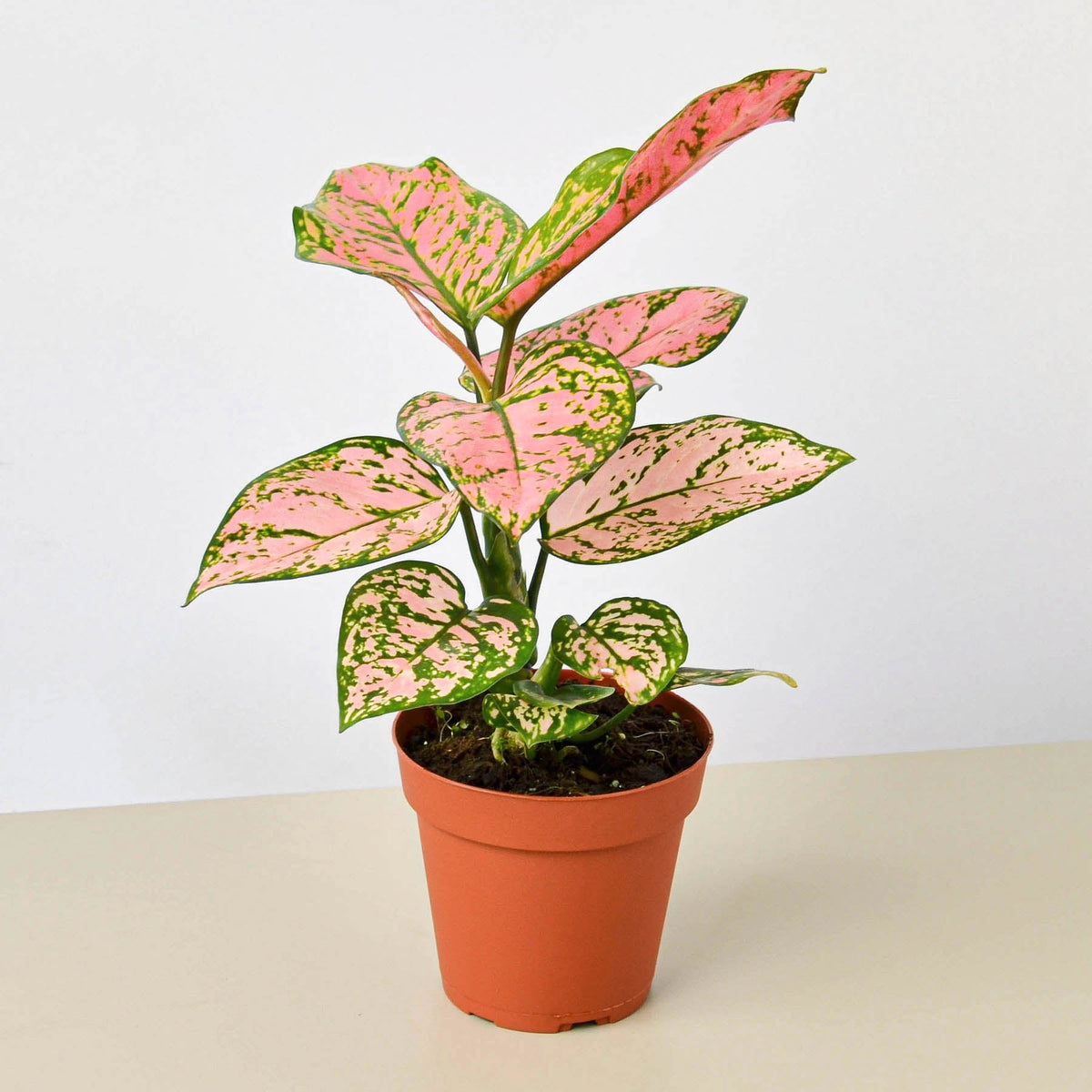 Chinese Evergreen 'Lady Valentine'