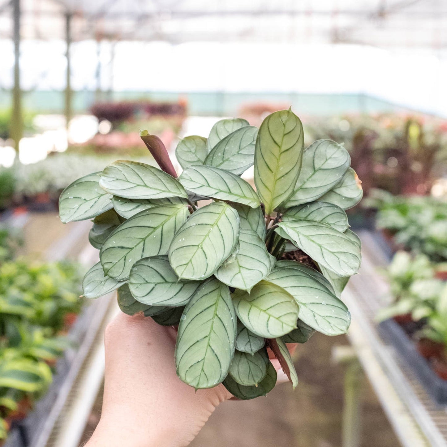 Ctenanthe burle-marxii 'Amagris'