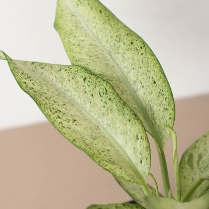 Dieffenbachia 'Camouflage'