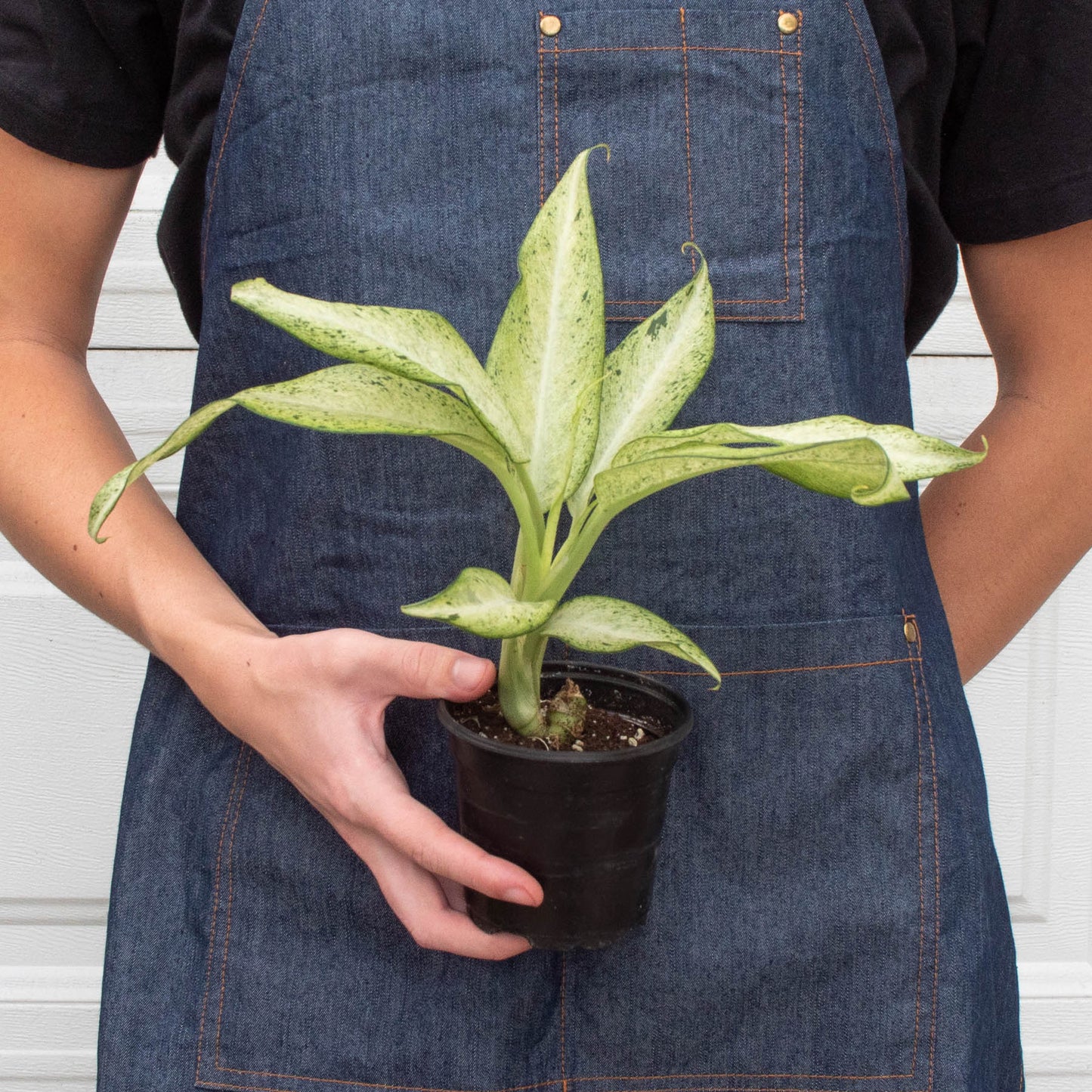 Dieffenbachia 'Camouflage'