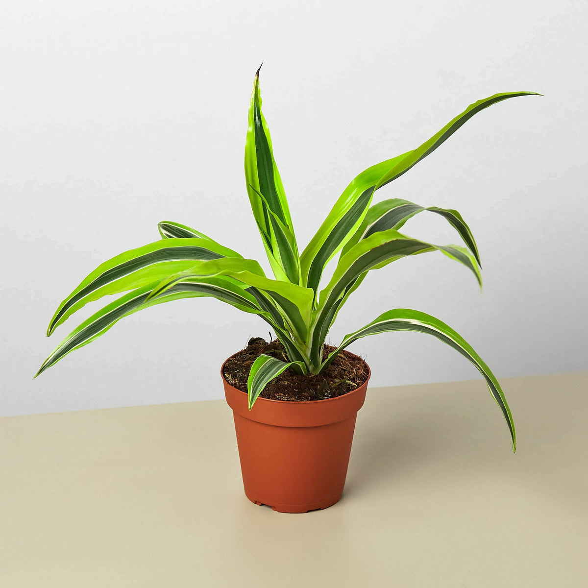 Dracaena Deremensis 'Lemon Lime'