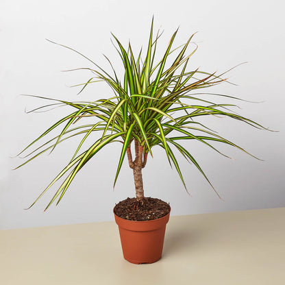 Dracaena Marginata 'Sunshine'