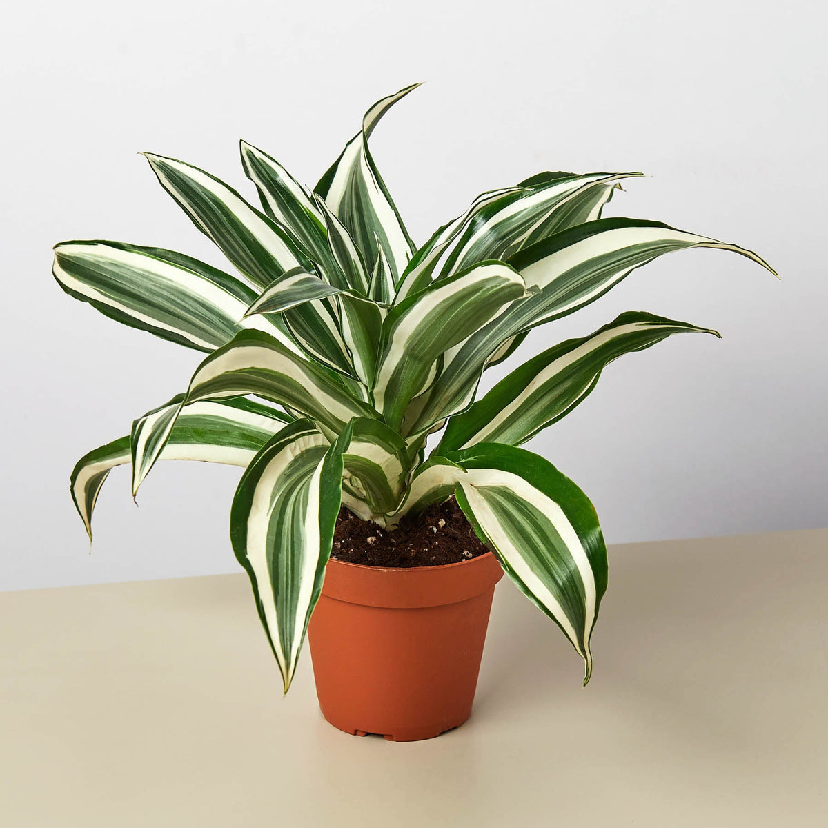 Dracaena Warneckii 'White Jewel'