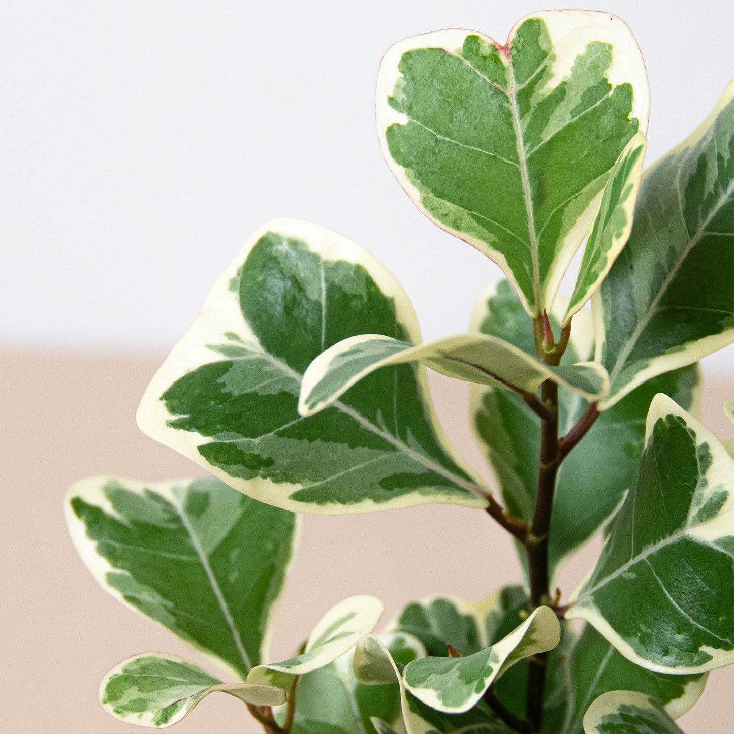 Ficus 'Triangularis Variegated'