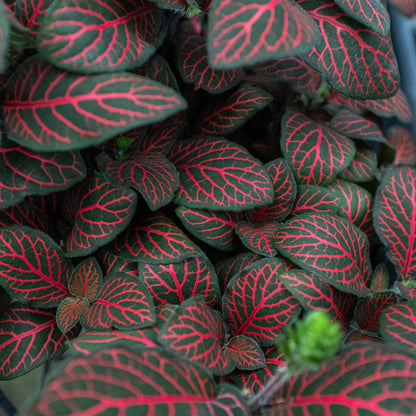 Fittonia 'Red'