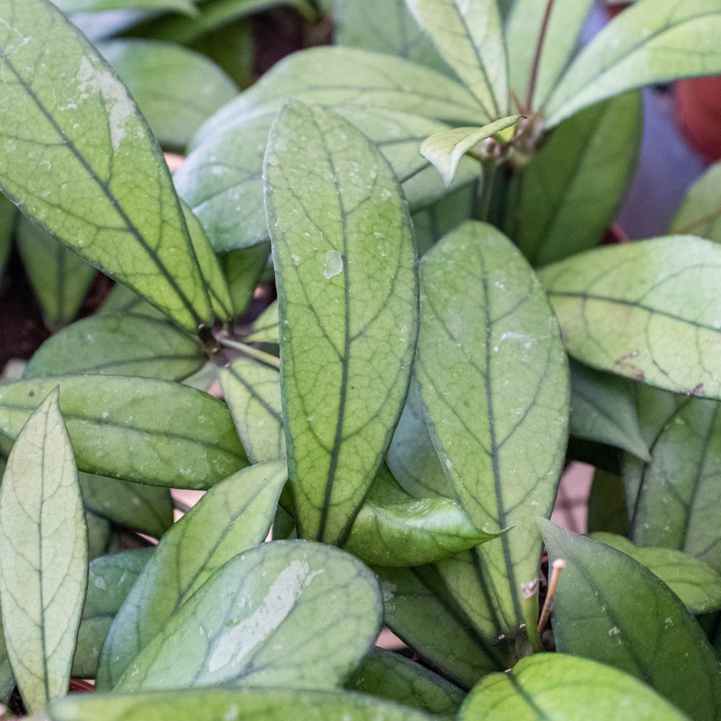 Hoya 'Crassipetiolata'