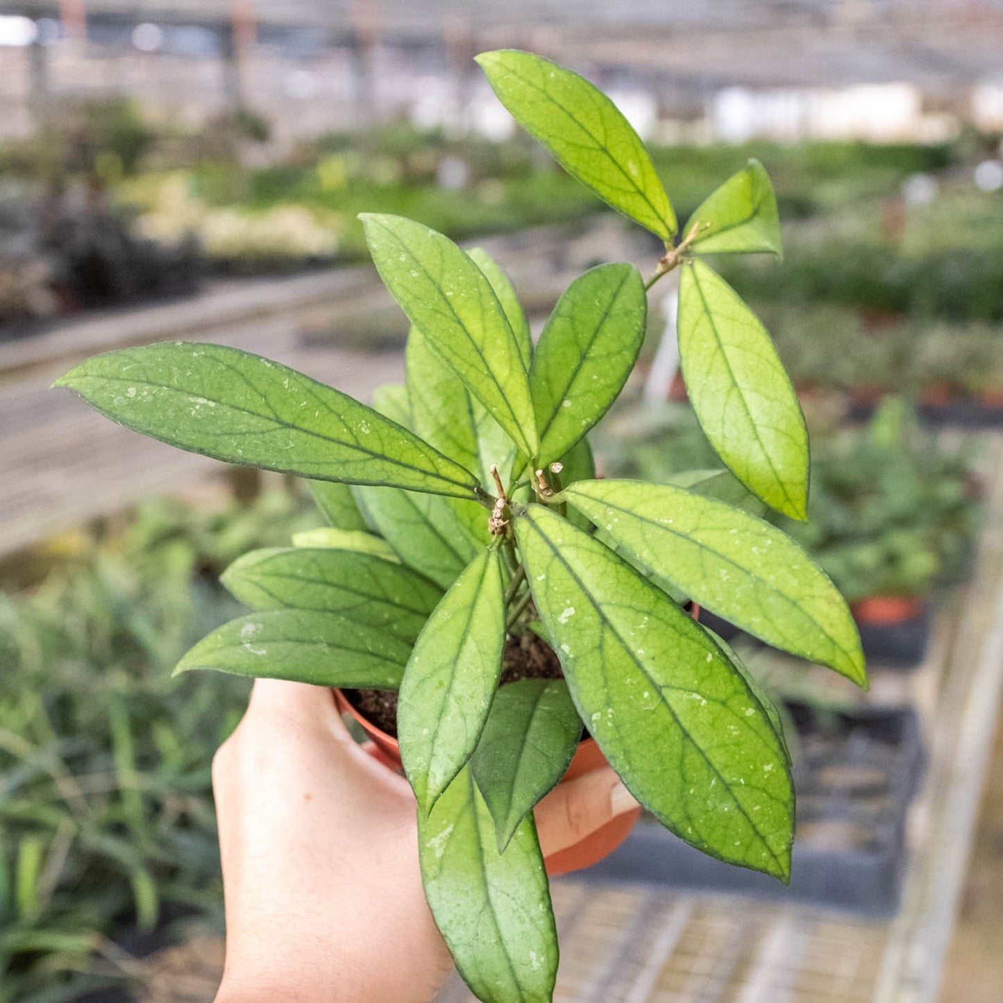 Hoya 'Crassipetiolata'